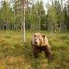 European brown bear in taiga forest. Finland. July.